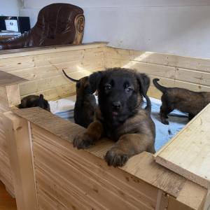 BELGIJSKI OVČAR MALINOIS, ŠTENCI 2026. 098 594 173, 091 5775 508