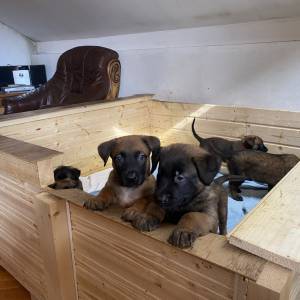 BELGIJSKI OVČAR MALINOIS, ŠTENCI 2026. 098 594 173, 091 5775 508