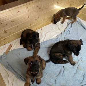 BELGIJSKI OVČAR MALINOIS, ŠTENCI 2026. 098 594 173, 091 5775 508