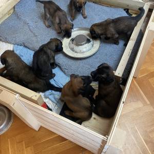 BELGIJSKI OVČAR MALINOIS, ŠTENCI 2026. 098 594 173, 091 5775 508