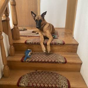 BELGIJSKI OVČAR MALINOIS, ŠTENCI 2026. 098 594 173, 091 5775 508