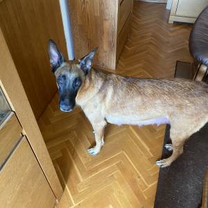 BELGIJSKI OVČAR MALINOIS, ŠTENCI 2026. 098 594 173, 091 5775 508