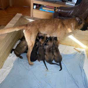 BELGIJSKI OVČAR MALINOIS, ŠTENCI 2026. 098 594 173, 091 5775 508