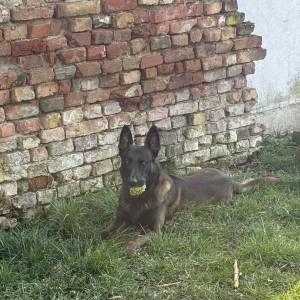 BELGIJSKI OVČAR MALINOIS, ŠTENCI 2026. 098 594 173, 091 5775 508