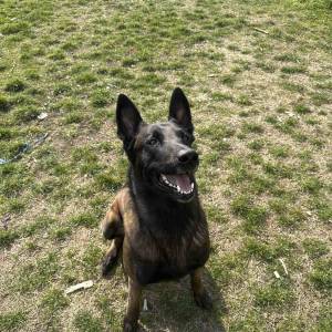 BELGIJSKI OVČAR MALINOIS, ŠTENCI 2026. 098 594 173, 091 5775 508