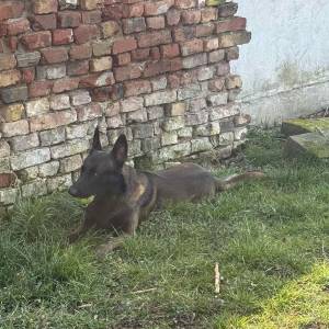 BELGIJSKI OVČAR MALINOIS, ŠTENCI 2026. 098 594 173, 091 5775 508