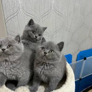 Britanski kratkodlaki mačići