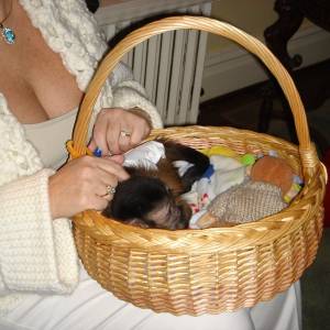 Dobro dresirani kapucinski majmuni na prodaju