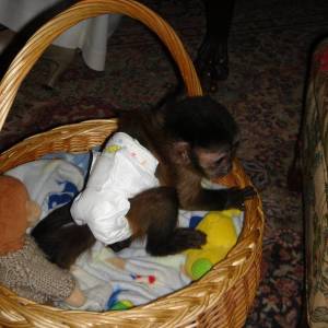 Dobro dresirani kapucinski majmuni na prodaju