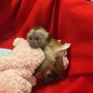 Dobro dresirani kapucinski majmuni na prodaju