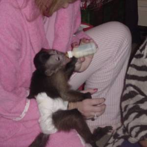 Dobro dresirani kapucinski majmuni na prodaju