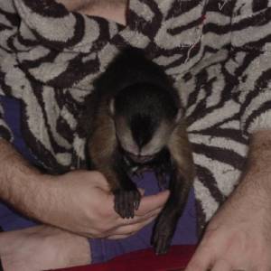 Dobro dresirani kapucinski majmuni na prodaju