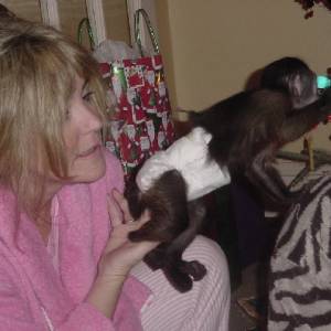 Dobro dresirani kapucinski majmuni na prodaju