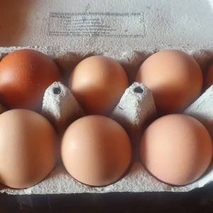 Domaca jaja