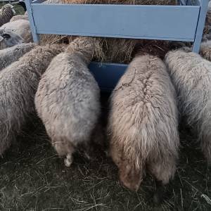 Hranilica za ovce, konje, krave...