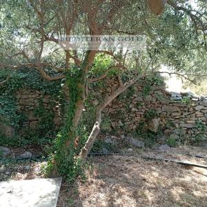 Kaštel Stari, prodaje se atraktivno poljoprivredno zemljište, pogled