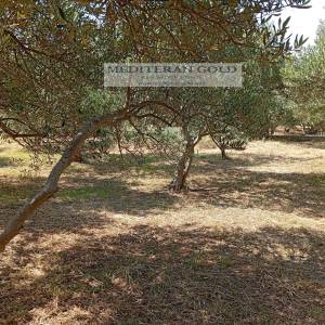 Kaštel Stari, prodaje se atraktivno poljoprivredno zemljište, pogled