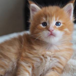 Mačići Maine Coon.