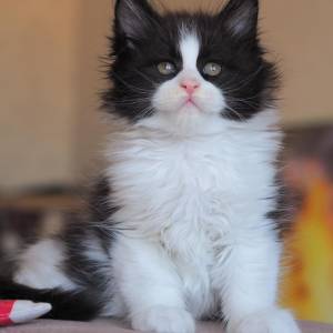 Mačići Maine Coon.