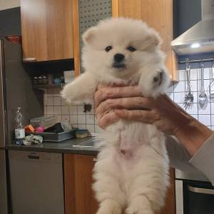 Pomeranski špic ŠTENCI