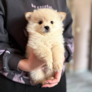 Pomeranski špic ŠTENCI