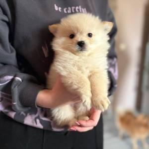 Pomeranski špic ŠTENCI