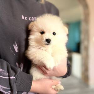 Pomeranski špic ŠTENCI