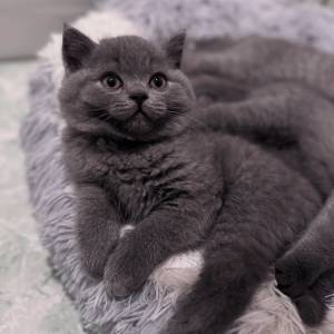 Prekrasni britanski kratkodlaki mačići