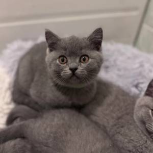 Prekrasni britanski kratkodlaki mačići