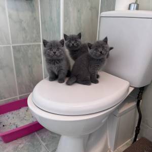 Prekrasni britanski kratkodlaki mačići