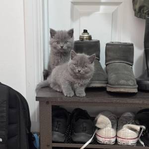 Prekrasni britanski kratkodlaki mačići