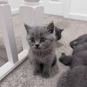 Prekrasni britanski kratkodlaki mačići