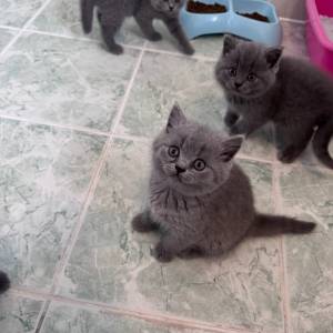 Prekrasni britanski kratkodlaki mačići