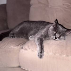 Prekrasni britanski kratkodlaki mačići