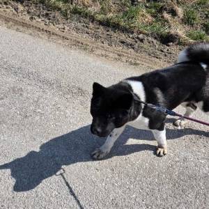 Prodaje se Američka akita s rodovnicom i putovnicom!