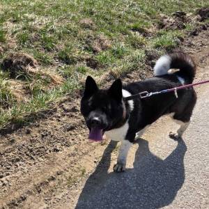 Prodaje se Američka akita s rodovnicom i putovnicom!