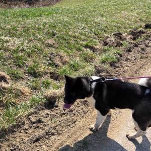 Prodaje se Američka akita s rodovnicom i putovnicom!