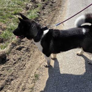 Prodaje se Američka akita s rodovnicom i putovnicom!