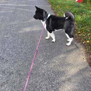 Prodaje se Američka akita s rodovnicom i putovnicom!