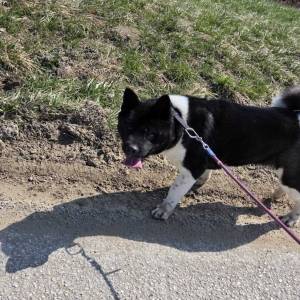 Prodaje se Američka akita s rodovnicom i putovnicom!