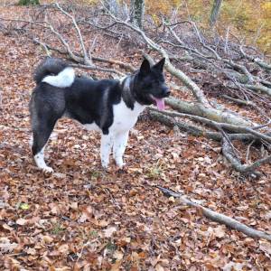 Prodaje se Američka akita s rodovnicom i putovnicom!