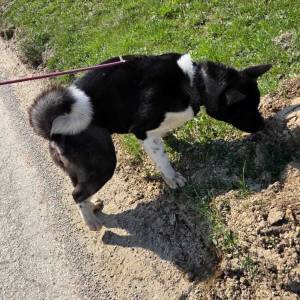 Prodaje se Američka akita s rodovnicom i putovnicom!