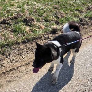 Prodaje se Američka akita s rodovnicom i putovnicom!