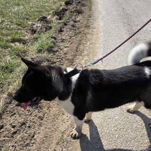 Prodaje se Američka akita s rodovnicom i putovnicom!