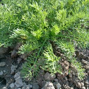 Prodajem sadnice Dalmatinskog buhača dvogodišnje