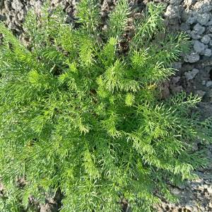 Prodajem sadnice Dalmatinskog buhača dvogodišnje