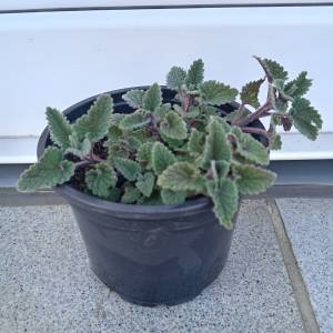 Prodajem sadnice mačje trave ili MENTE, trajnice