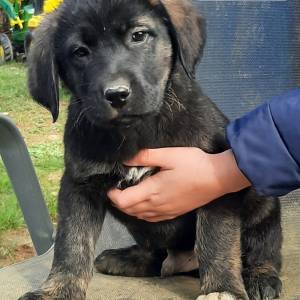 PRODAJEMO ŠTENCE 191035000267155