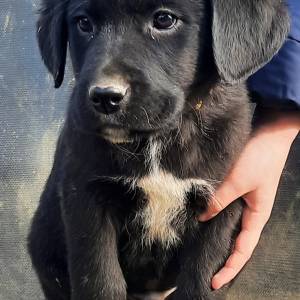 PRODAJEMO ŠTENCE 191035000267155