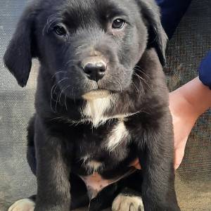 PRODAJEMO ŠTENCE 191035000267155